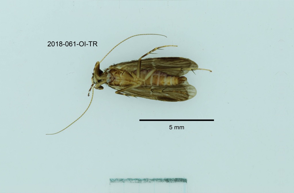 ventral