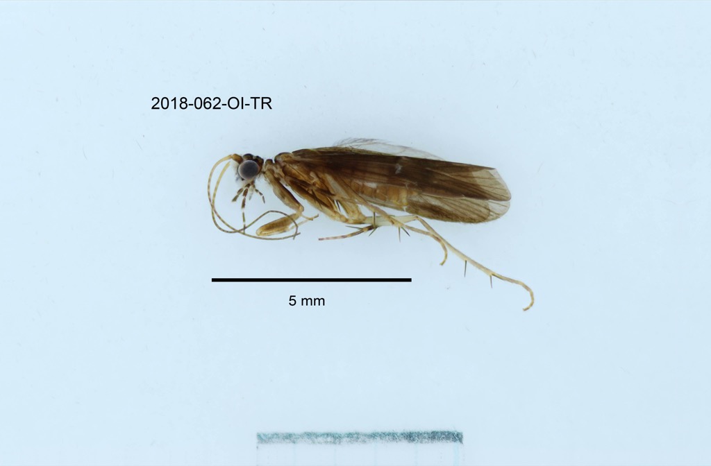 lateral