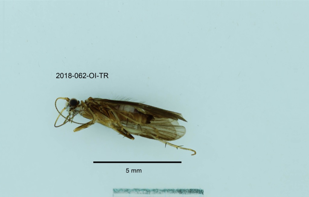 ventral