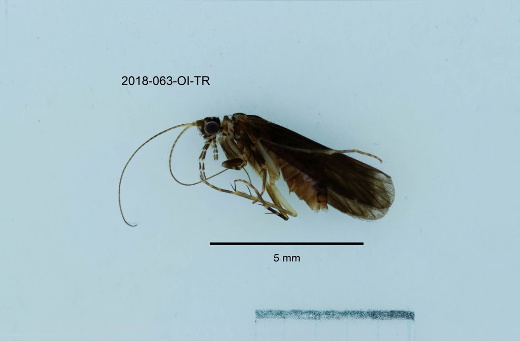 lateral