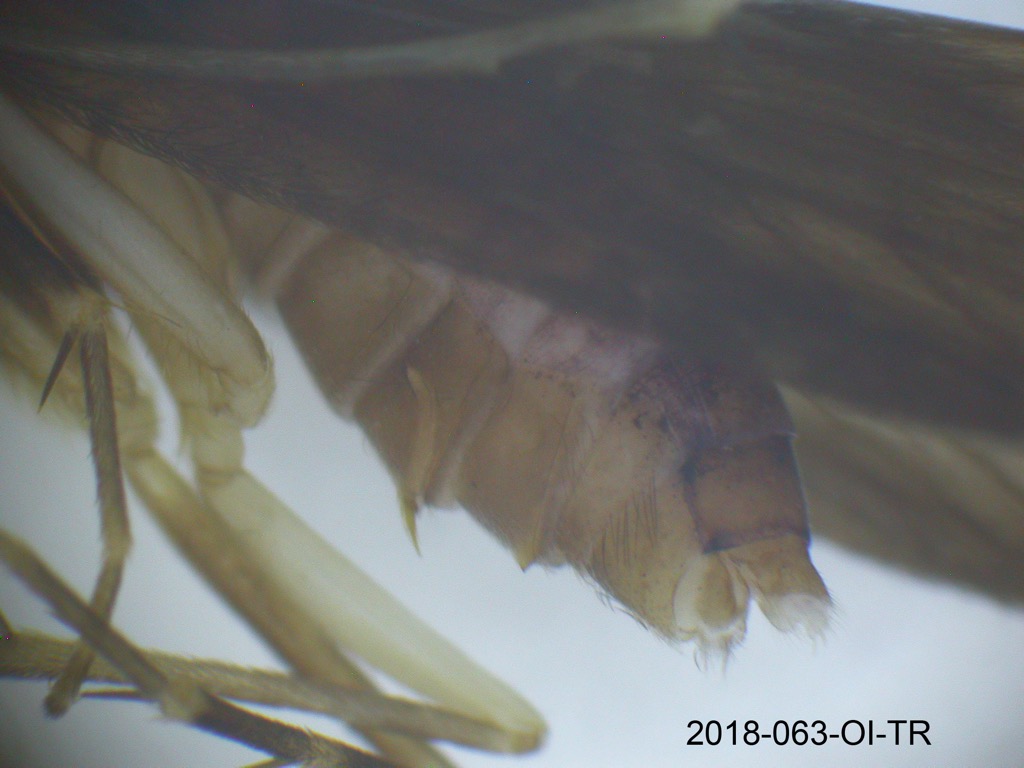 genitalia lateral