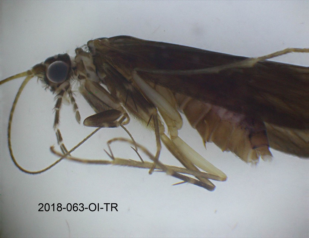 head and thorax lateral
