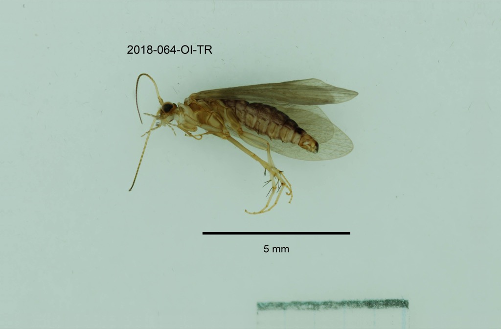lateral
