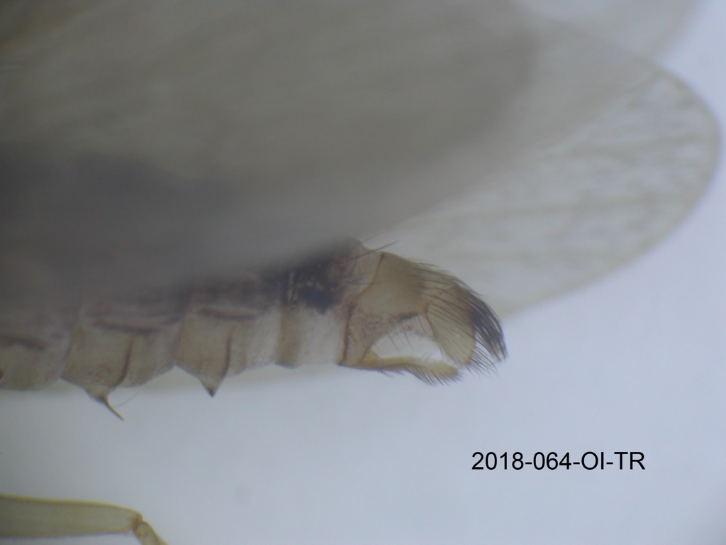 genitalia lateral