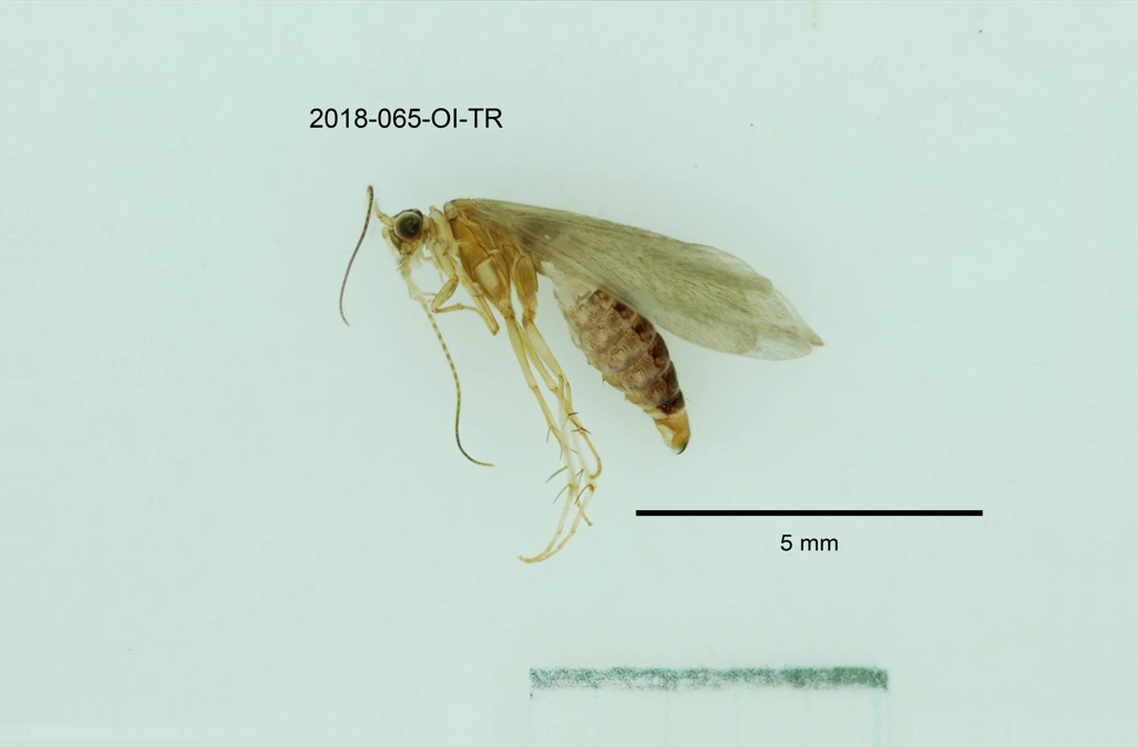 lateral
