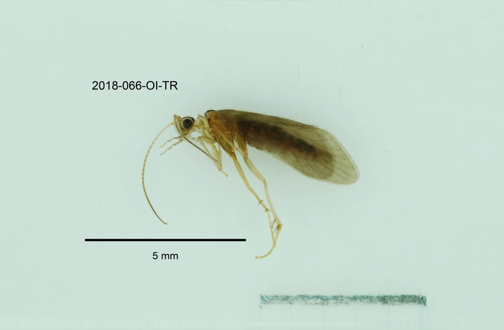 lateral