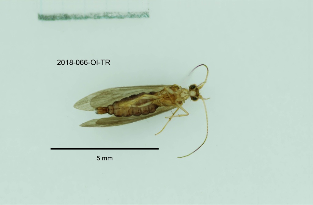 ventral
