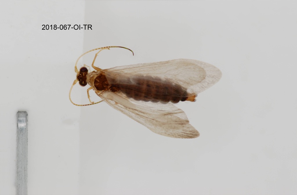 dorsal