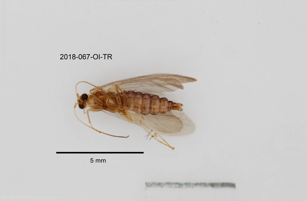 ventral