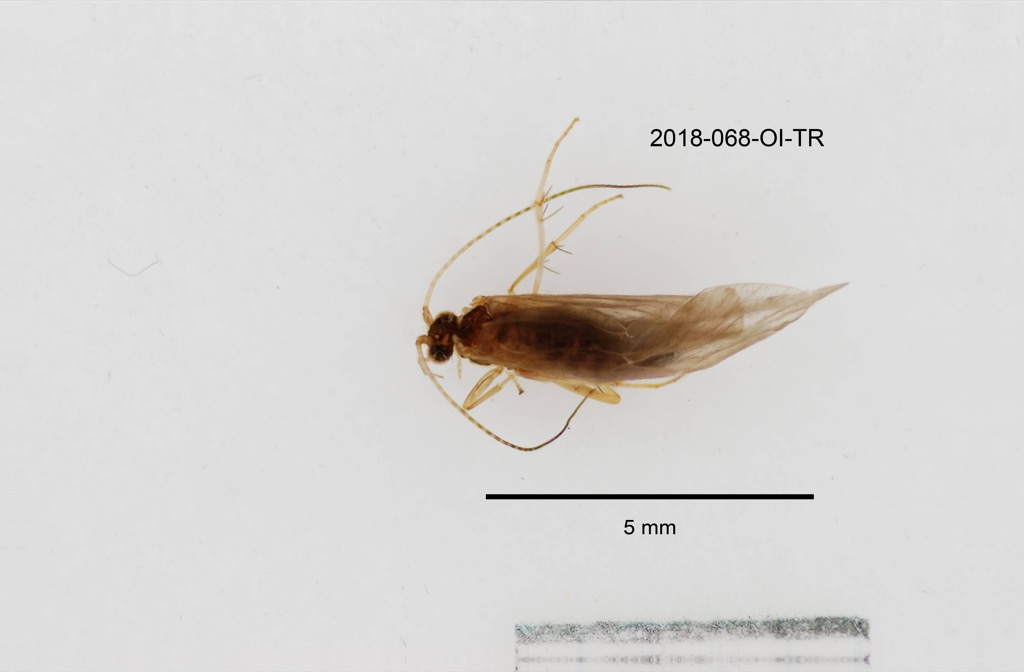 dorsal