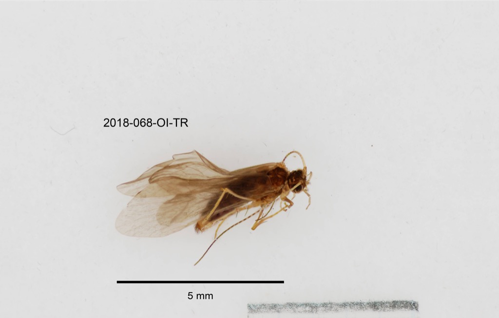 lateral