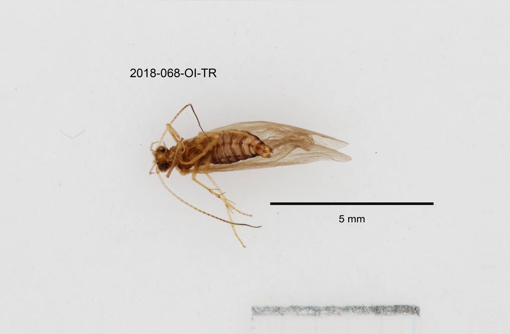 ventral