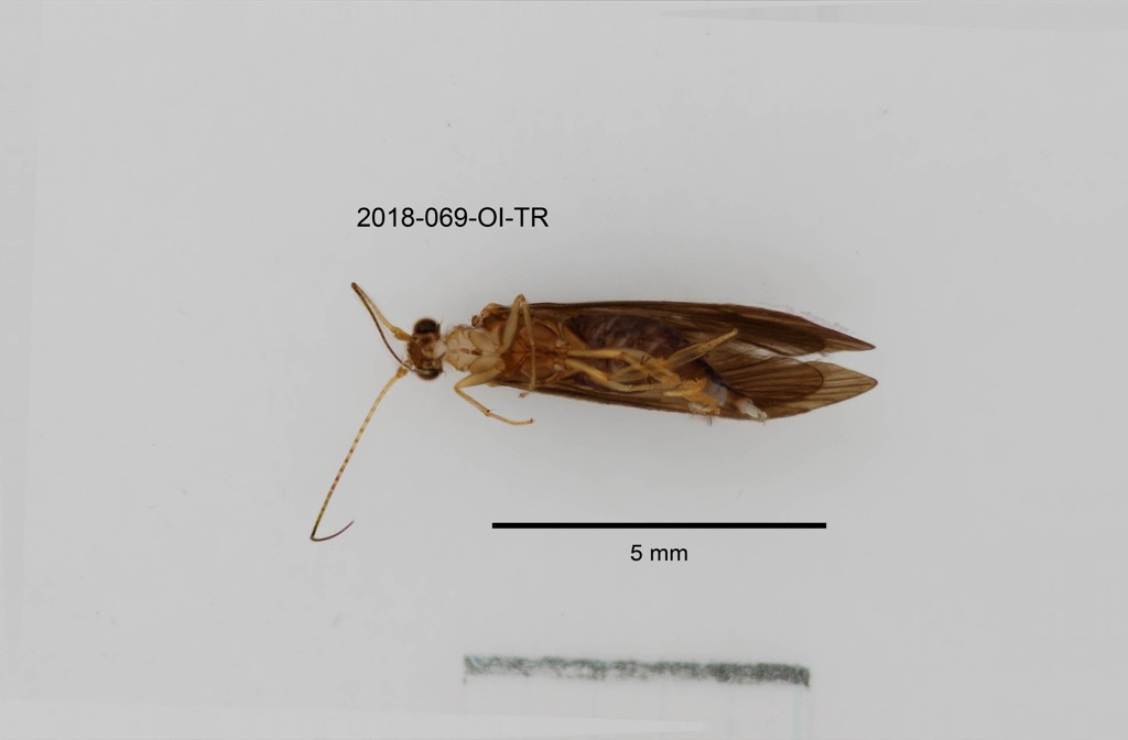 dorsal