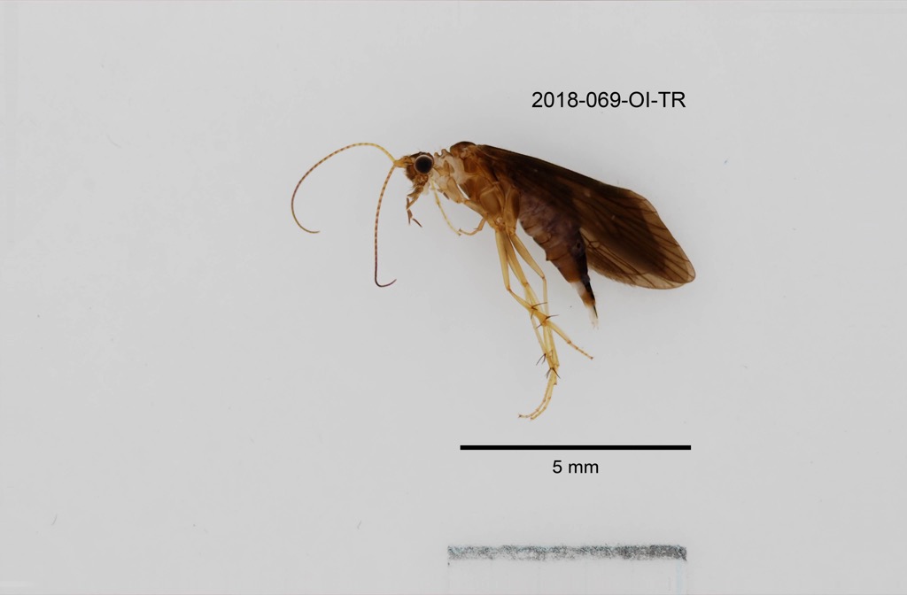 lateral