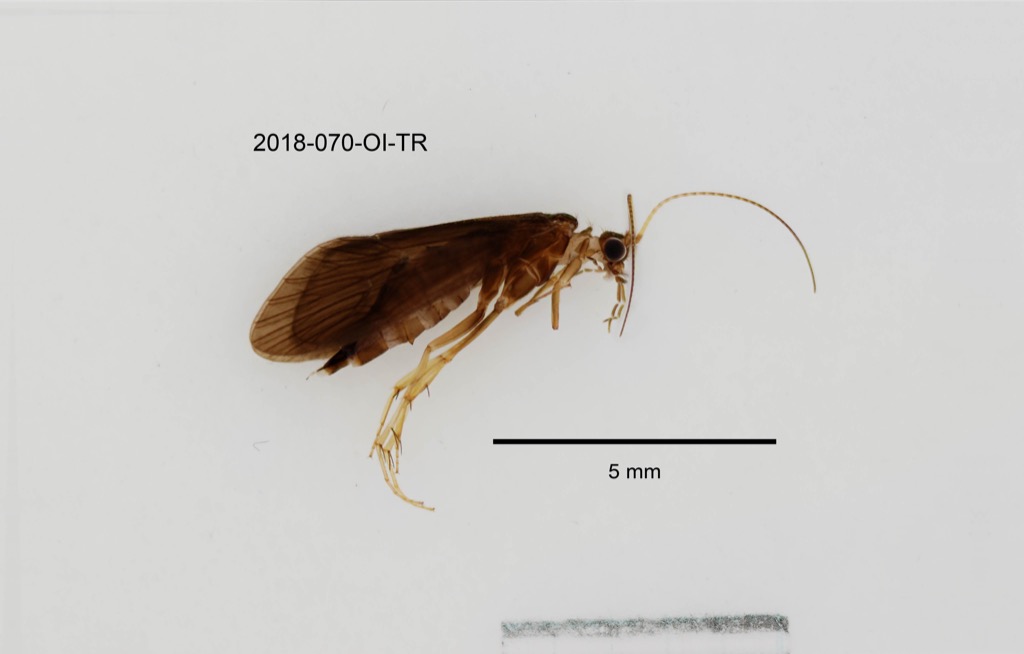 lateral