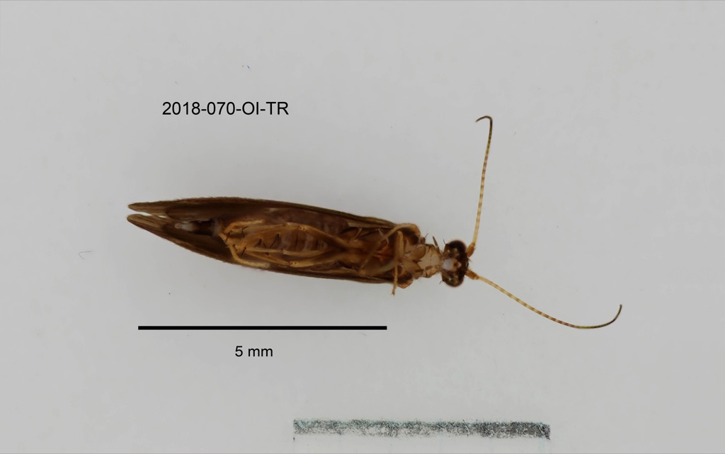 ventral
