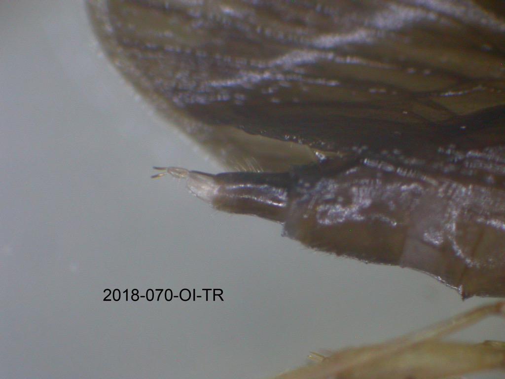 genitalia lateral