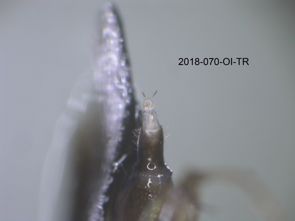 genitalia ventral