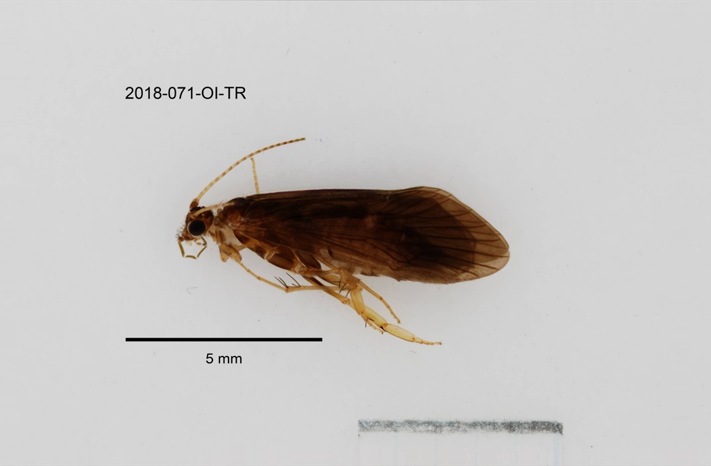lateral