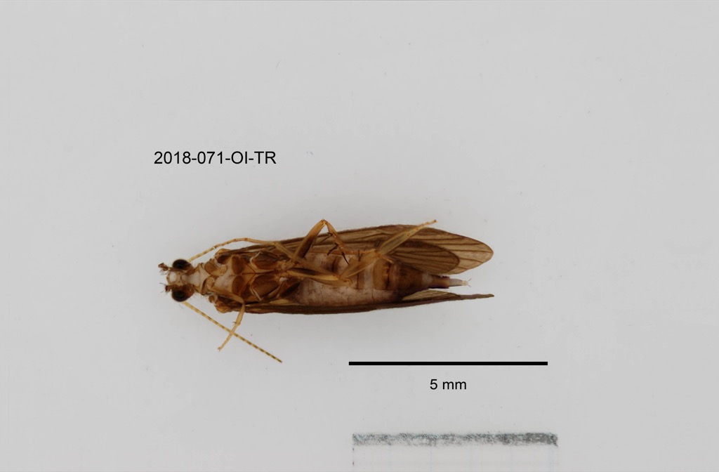 ventral