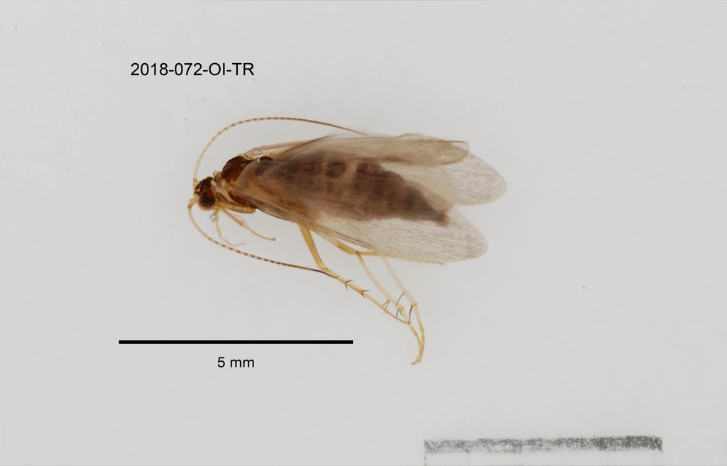 dorsal