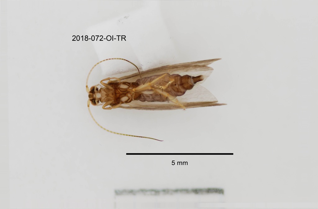 ventral