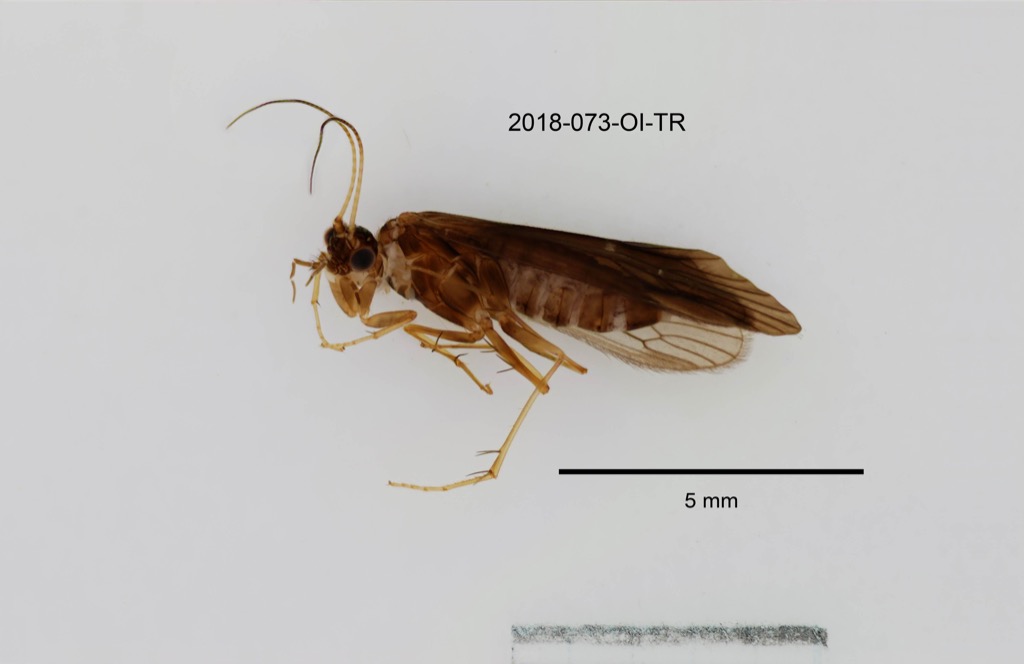 lateral