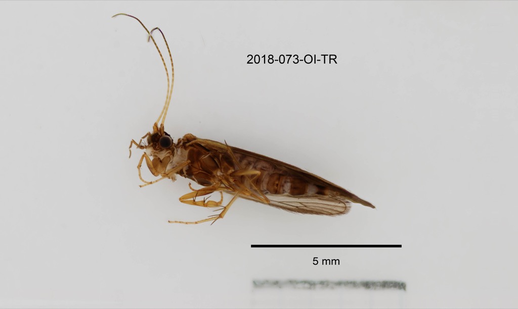 ventral