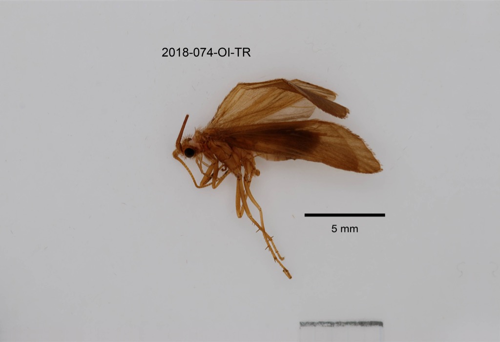 lateral