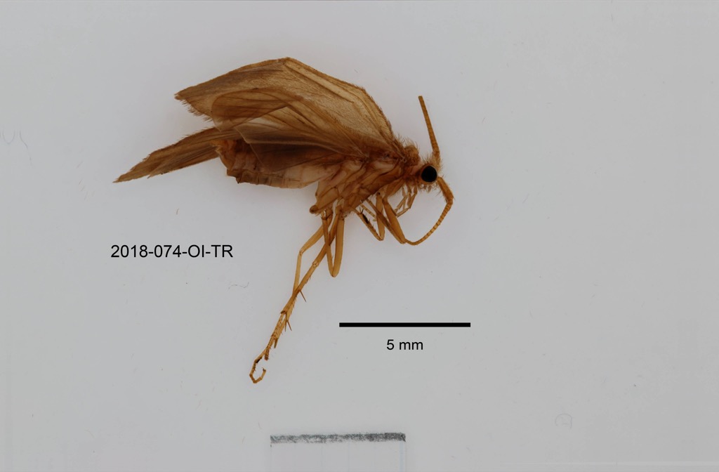 lateral