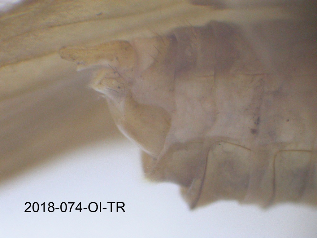 genitalia lateral