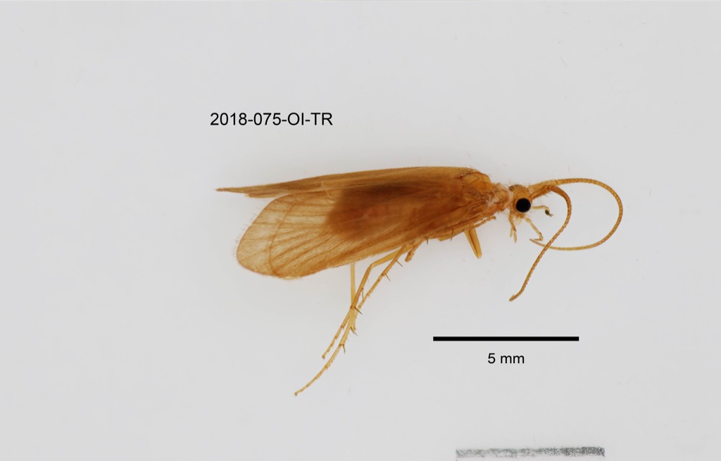 lateral
