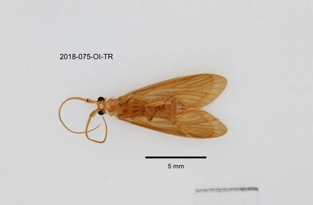 ventral