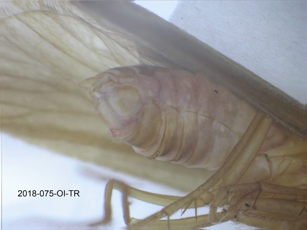 genitalia lateral