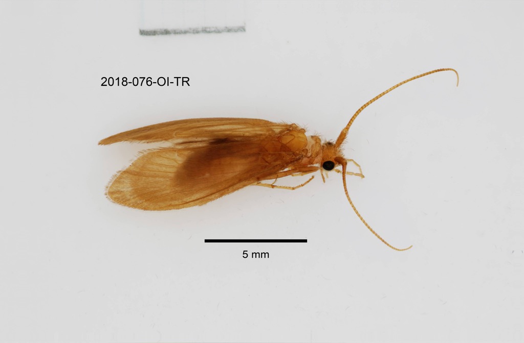 dorsal