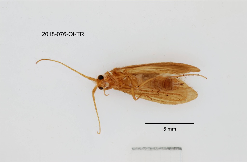 ventral