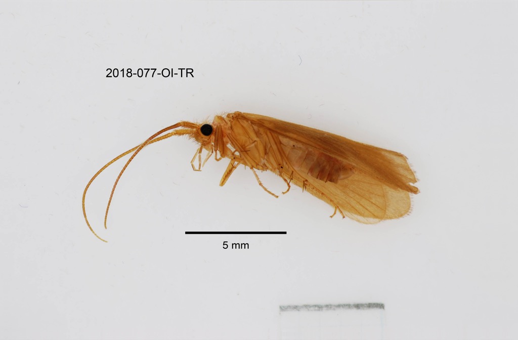 lateral