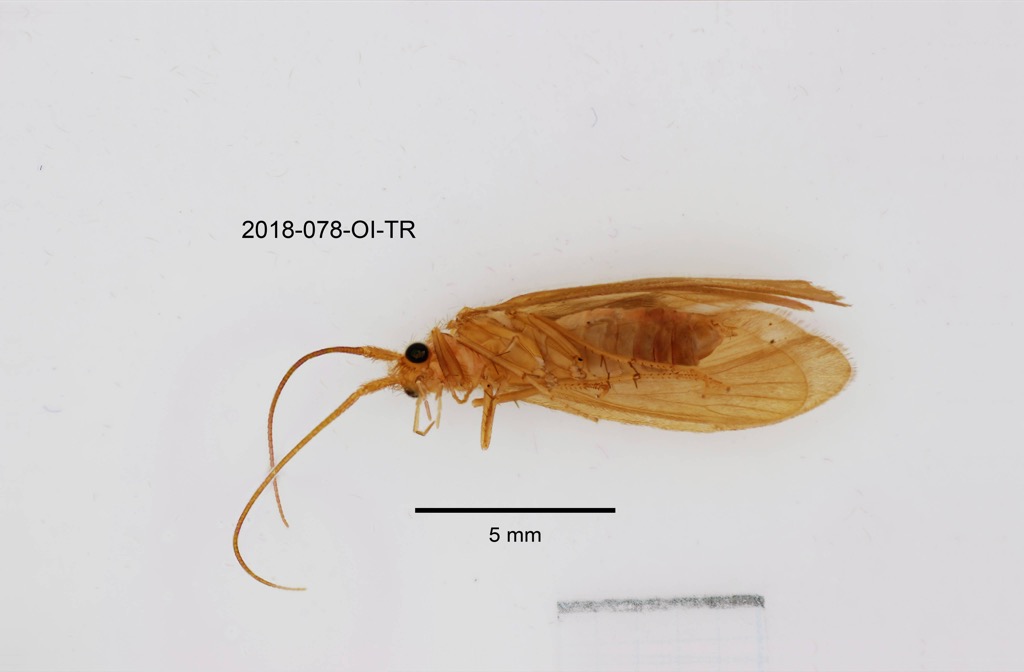 ventral