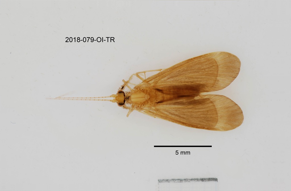 dorsal