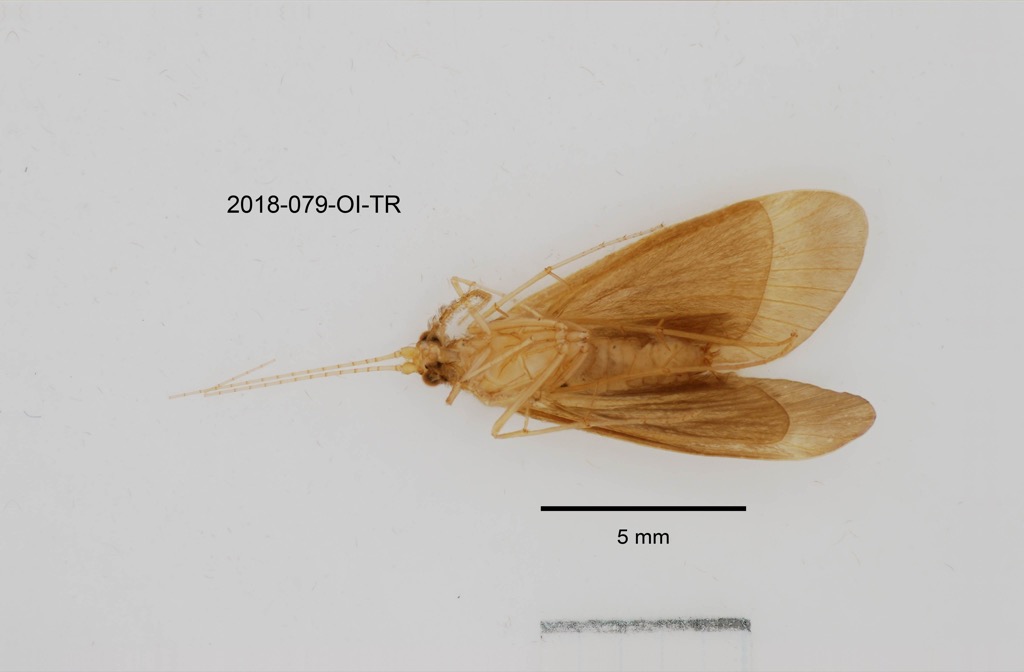 ventral