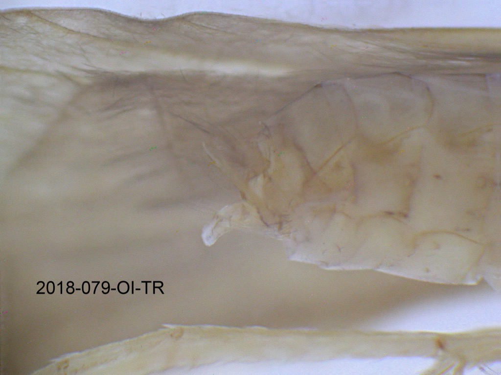 genitalia lateral