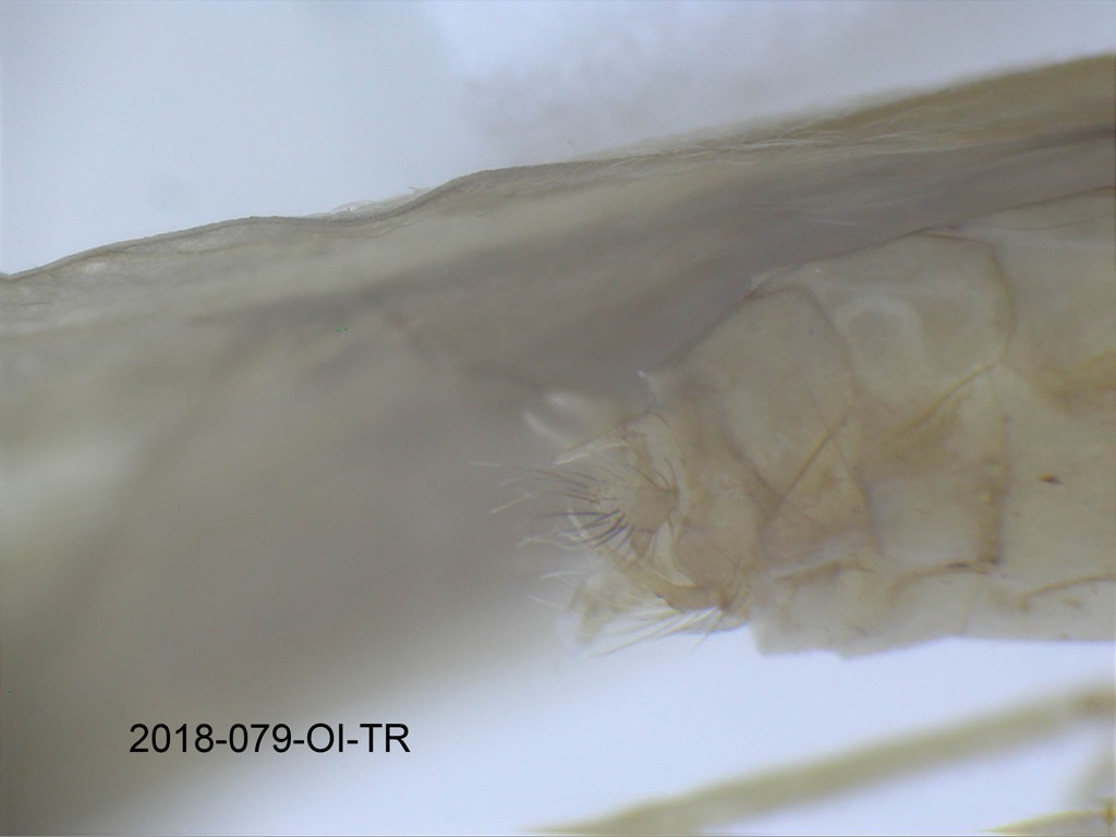 genitalia lateral