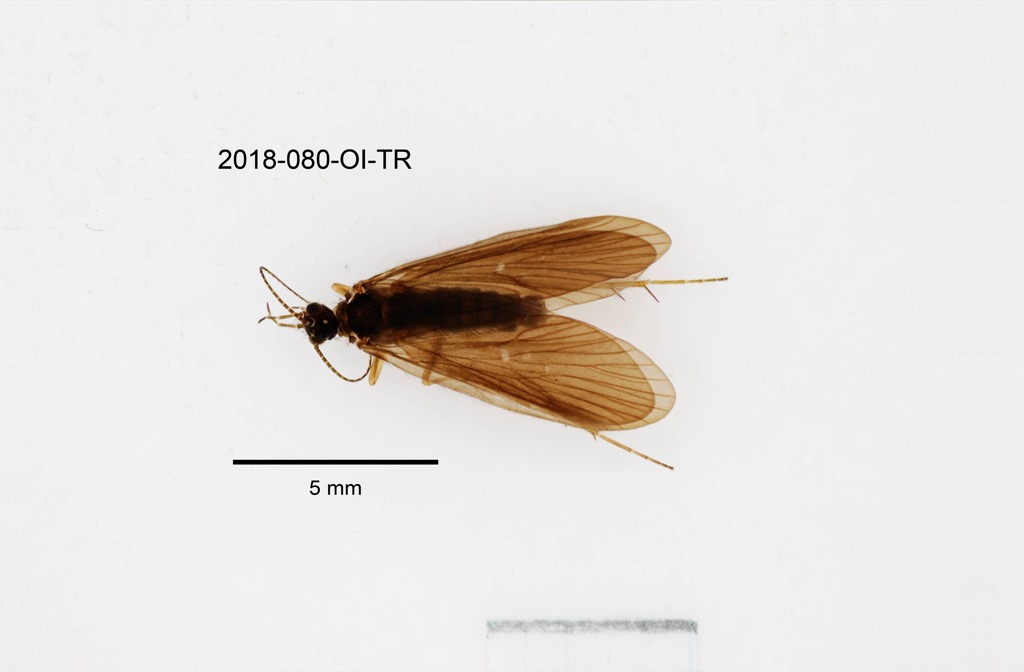 dorsal