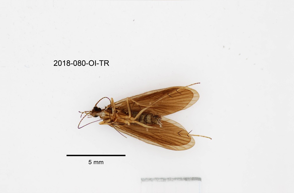 ventral