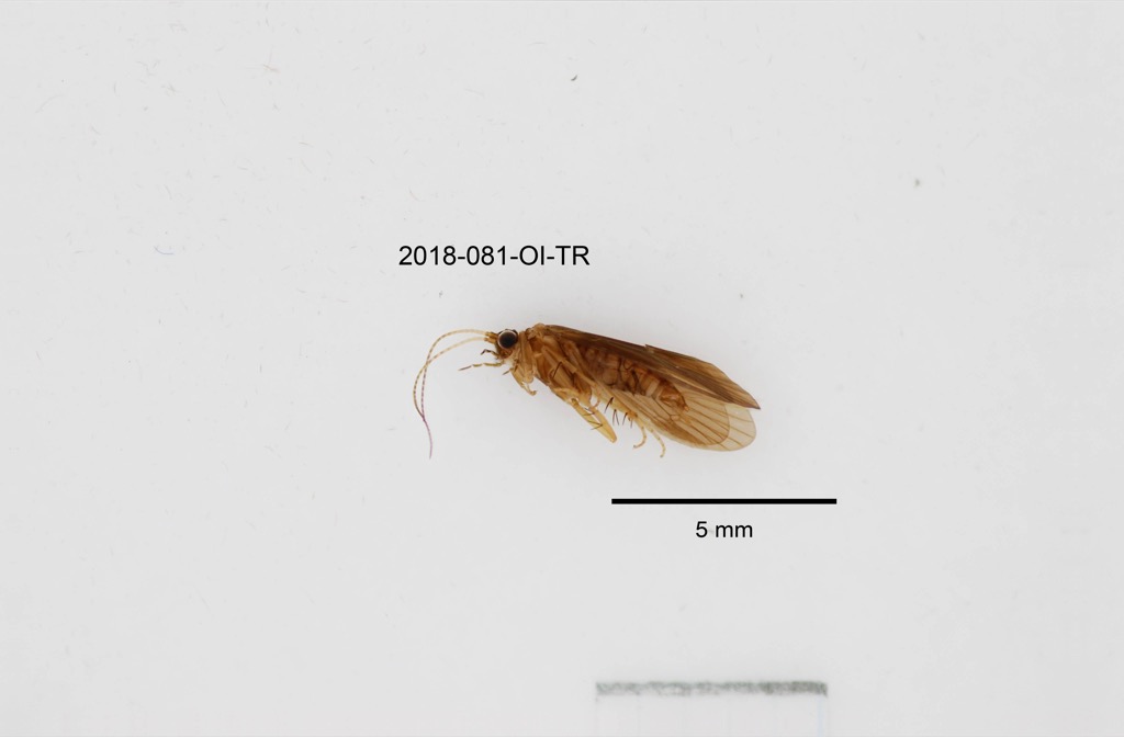 lateral