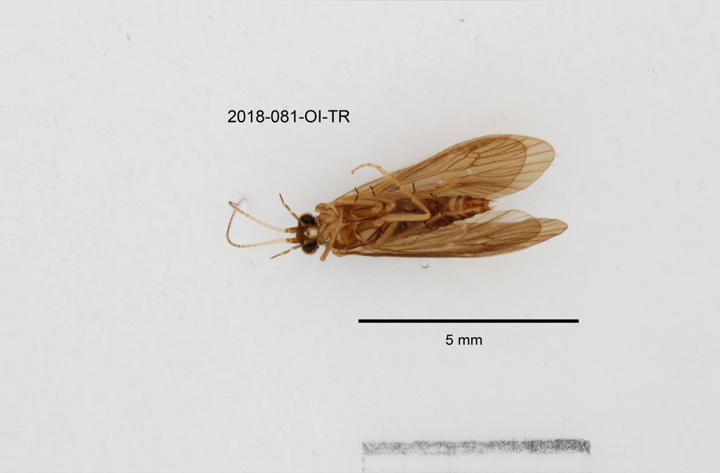 ventral