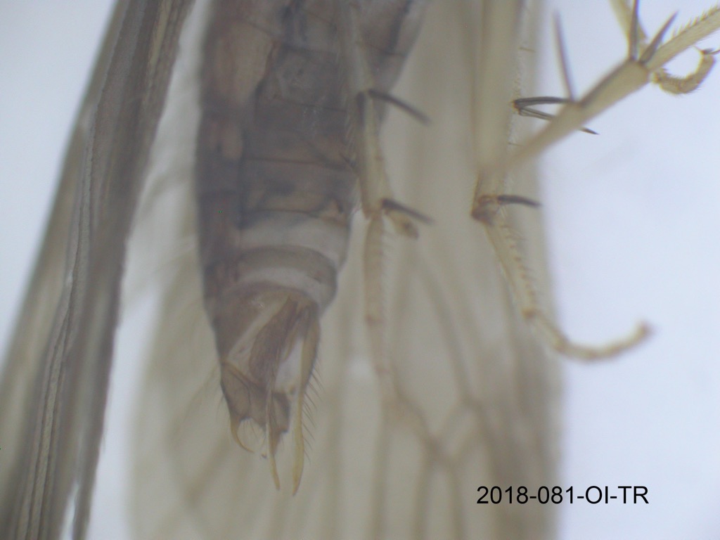 genitalia ventral