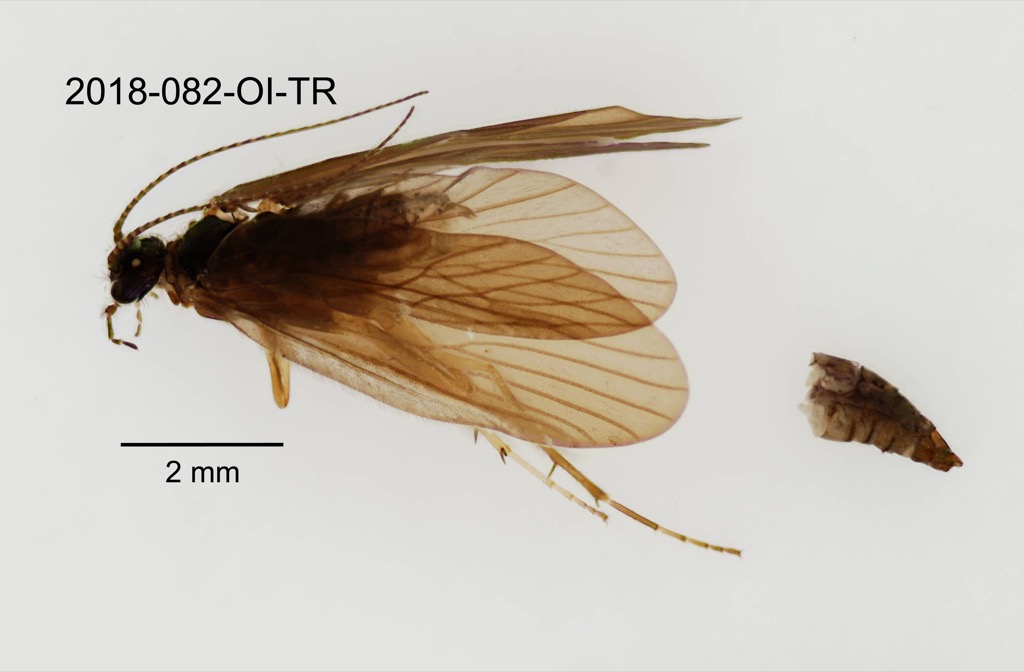 dorsal