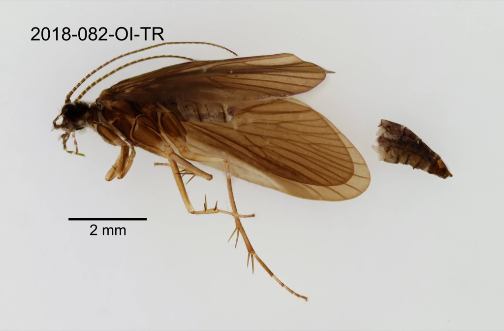 lateral