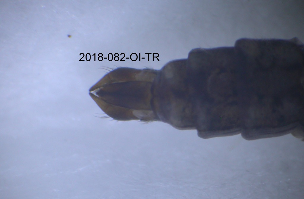 genitalia dorsal